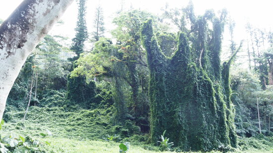 hawii-2025006.JPG
